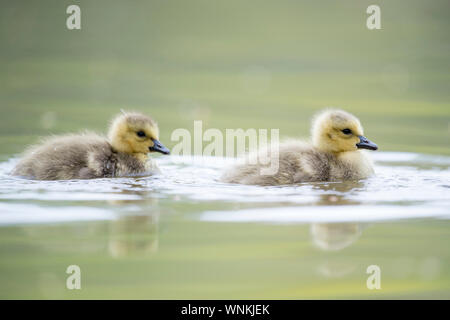 Niedlich und Fuzzy Kanada Gänschen Schwimmen im ruhigen Wasser an einem bewölkten Tag mit sanften Licht. Stockfoto