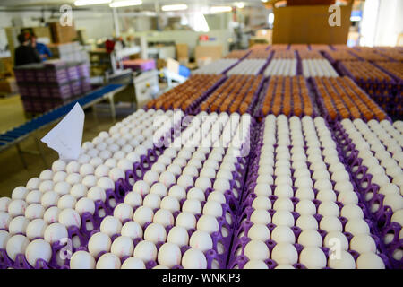 Deutschland, Hen Farm- und Eierproduktion, Sortierung und Verpackung von Raw braune und weiße Eier/DEUTSCHLAND, Legehennenbetrieb, Eierproduktion, Profil und Verpackung Stockfoto