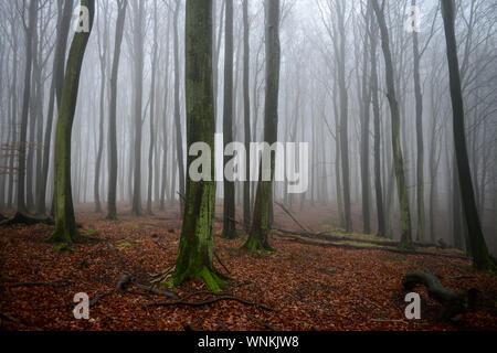 Deutschland, Rügen, Buchenwald/Rügen, Nationalpark Jasmund, intakter Wald, Laubwald mit Buchen Stockfoto