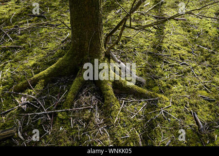 Deutschland, Sylt, Wald, Baum mit Moss/intakter Wald, Laubwald, Landschaftsschutzgebiet, Baum, mit Moos Stockfoto