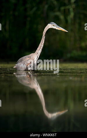 Eine große Great Blue Heron steht im Wasser in die helle Morgensonne mit einem dunklen schwarzen Hintergrund und klare Reflexion. Stockfoto