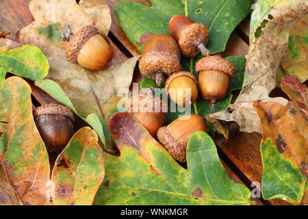 Acorn und Eiche Blätter auf einem Holztisch im Herbst Stockfoto