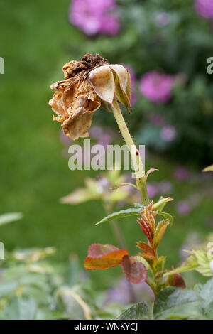 Rose getrocknet mit gefallenen Blütenblätter an einem sonnigen Tag im Garten Stockfoto