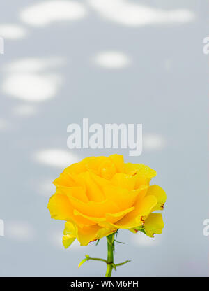 Einzelne gelbe Rose auf einem weißen Hintergrund. Close-up. Stockfoto