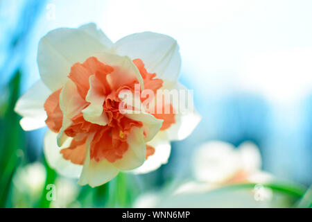 Eine schöne Gelbe weiche Narzisse Blume oder Narzissen blühen mit unscharfen grüne Blätter natürlichen Hintergrund. Stockfoto