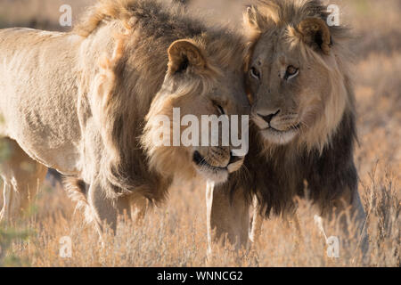 Löwe-Brüder Stockfoto