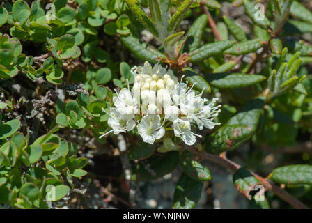 Labrador Tee - Ledum groenlandicum - in den White Mountains, New Hampshire während der Sommermonate. Diese Pflanze kann auf die felsigen Abhänge der gefunden werden Stockfoto