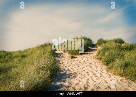 Strand und Dünen Gras am Ellenbogen Strand auf der Insel Sylt. Stockfoto