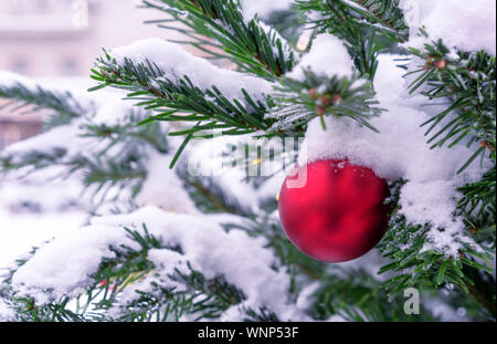 Rote Kugel auf einem schneebedeckten Weihnachtsbaum. Dekorationen Neues Jahr, Weihnachten. Stockfoto