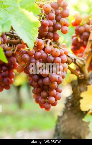 Trauben von reifen roten Trauben wachsen auf einem Weinstock im Weingut Weinberg Stockfoto