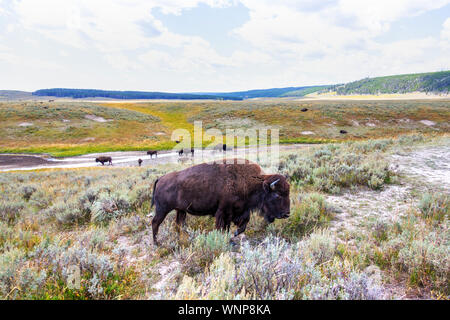 Herde von Bison buffalo Beweidung auf Hayden Valley im Yellowstone National Park. Yellowstone ist der einzige Ort in den Vereinigten Staaten, wo die Bison gelebt haben, Stockfoto