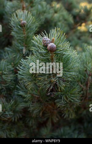 Mountain Pine, richtige Mähen (Pinus mugo Turra) eine Art von Nadel Baum (oder Strauch), das der Kiefer Familie (Pinaceae). Stockfoto