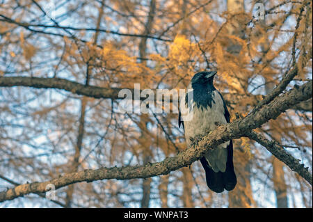 Eine Krähe sitzt auf einem Ast in den Wald. Stockfoto