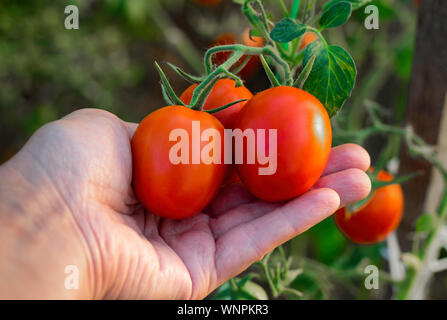Kommissionierung Tomaten in einem Gewächshaus. Reife Tomaten in der Hand des Landwirts. Close-up. Stockfoto