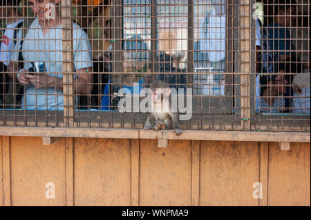 Kyoto, Japan - Juli 27, 2019: Touristen beobachten die Affen an der Kyoto Iwatayama Monkey Park. Baby japanischen Makaken sitzen in der Nähe der Fenster. Stockfoto