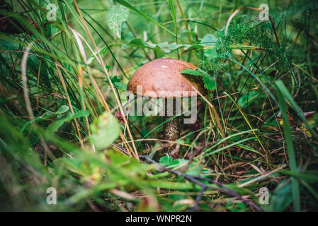 Schöne essbare Birke Pilz in den Wald in das grüne Gras Stockfoto
