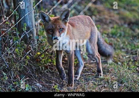 Wilden Fuchs auf die Jagd an Kamera suchen Stockfoto