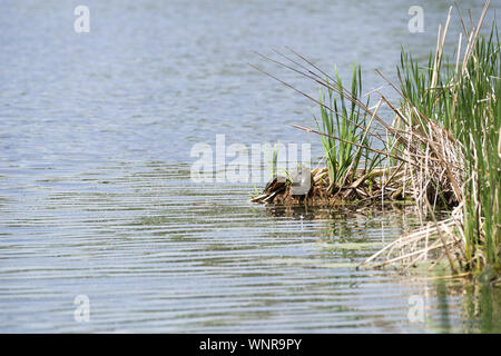 Wstern gemalte Schildkröte (Chrysemys picta bellii) Stockfoto