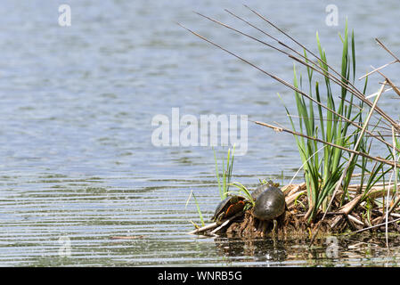 Wstern gemalte Schildkröte (Chrysemys picta bellii) Stockfoto