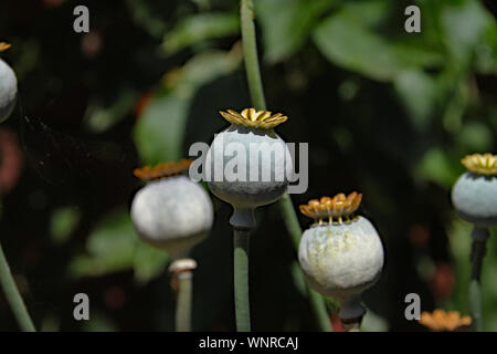 Nahaufnahme von Mohn Köpfe Reifung, vor ihrem Samen verbreiten. Stockfoto