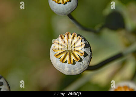 Nahaufnahme von Mohn Köpfe Reifung, vor ihrem Samen verbreiten. Stockfoto