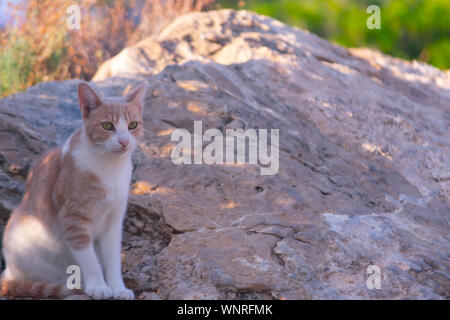 Katzen in Sierra Frost Benidorm Stockfoto