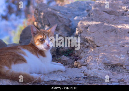 Katzen in Sierra Frost Benidorm Stockfoto