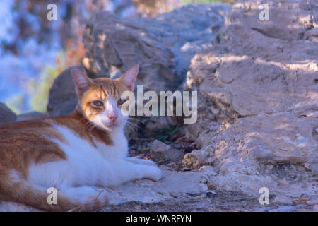 Katzen in Sierra Frost Benidorm Stockfoto