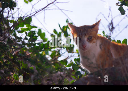 Katzen in Sierra Frost Benidorm Stockfoto