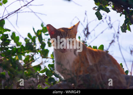 Katzen in Sierra Frost Benidorm Stockfoto