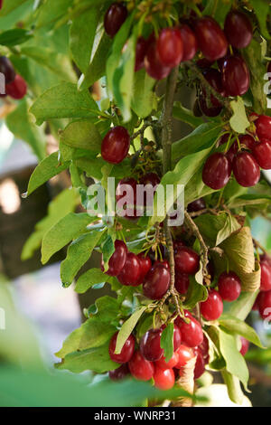 Zweig der Hartriegel Baum mit vielen reife rote Beeren Stockfoto