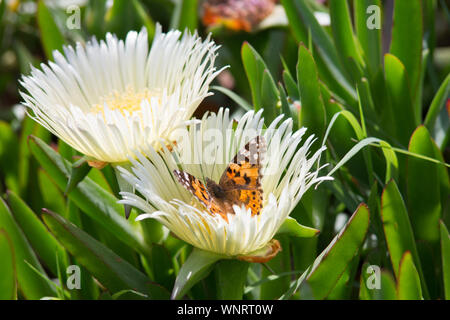 Butterfly/Vanessa Cardui auf Ice-Werk/Carpobrotus Acinaciformis Stockfoto