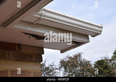 Verwurzelt im Rahmen eaves Holzhaus Leibungen Stockfoto