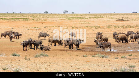 Weiße Nashörner und Büffel an einem Wasserloch in der südlichen afrikanischen Savanne Stockfoto