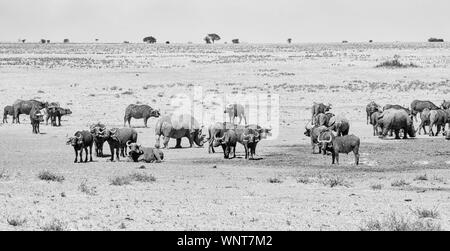 Weiße Nashörner und Büffel an einem Wasserloch in der südlichen afrikanischen Savanne Stockfoto