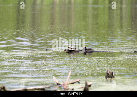 Wstern gemalte Schildkröte (Chrysemys picta bellii) Stockfoto