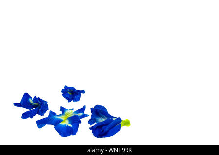Butterfly Pea (Asiatische pigeonwings) auf weißem Hintergrund Stockfoto