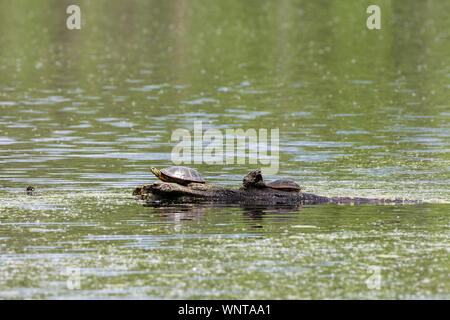 Wstern gemalte Schildkröte (Chrysemys picta bellii) Stockfoto