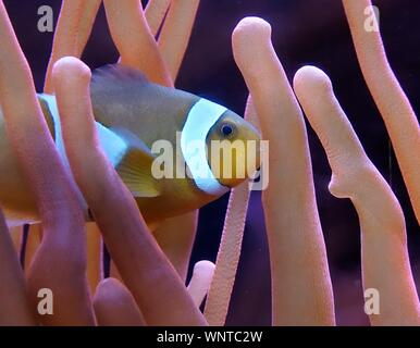 Clownfische schwimmen zwischen Orangenanemonen Stockfoto