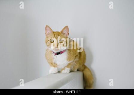 Orange und Weiß tabby Katze in der Kamera sitzt auf Sims starrte. Stockfoto