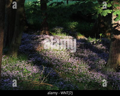 Die pflanze rosa Portulak (claytonia Pumila), Teppiche ein Waldboden in Hunterston in Ayrshire. Stockfoto