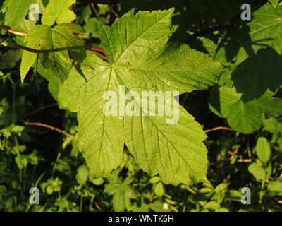 Die palmate Blatt auf dem Maulbeerfeigenbaum (Acer pseudoplatanus). Stockfoto