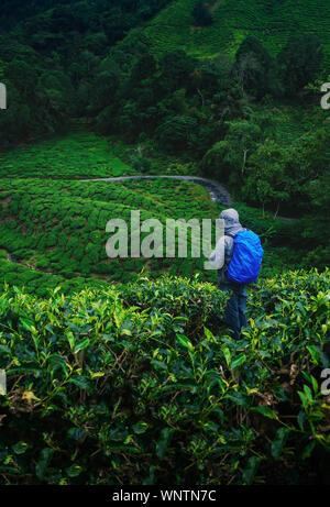 Wanderer in den Teeplantagen in den Cameron Highlands, Malaysia. Stockfoto