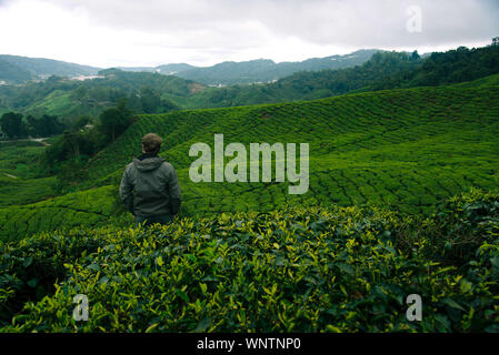 Wanderer in den Teeplantagen in den Cameron Highlands, Malaysia. Stockfoto