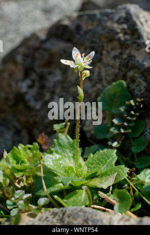 Sternenhimmel - Steinbrech Saxifraga stellaris Berg Pflanze aus dem Lake District, Cumbria, UK Stockfoto