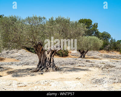 rhododendron stickstoffdnger Rhododendron Dnger - Mineralischer NPK Flssigdnger mit Stickstoff