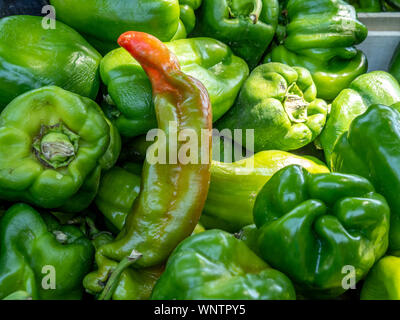 Wunderschöne grüne Paprika mit Hauch von Rot in den Markt. Stockfoto