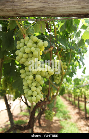 Grüne Trauben und Reben im Weinberg im Napa Valley Kalifornien Stockfoto