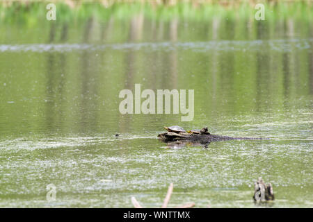 Wstern gemalte Schildkröte (Chrysemys picta bellii) Stockfoto