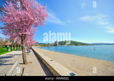 Bunte Bäume im Frühling blühenden entlang der sandigen Ufer des Lake Coeur d'Alene in Coeur d'Alene, Idaho. Stockfoto